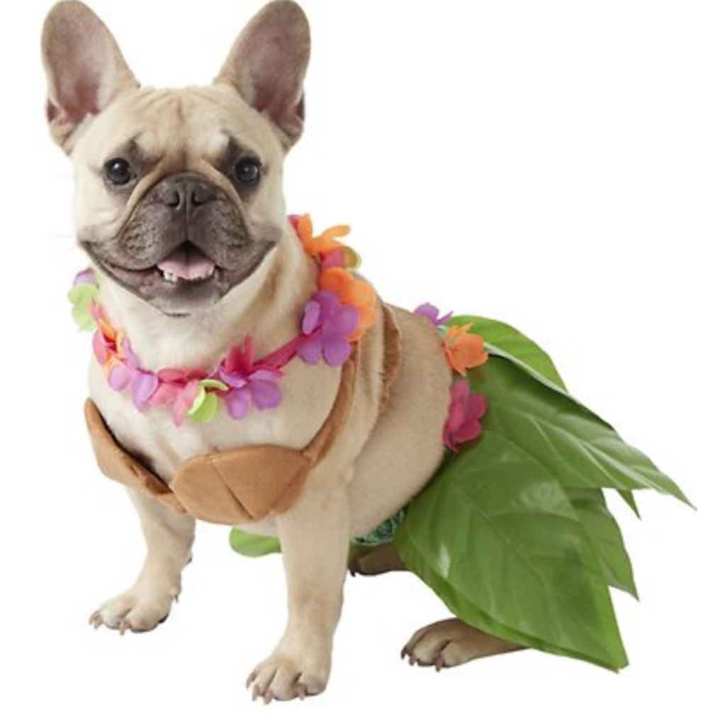 „Hula“ mergaitės šunų kostiumų žavingi šunų drabužiai