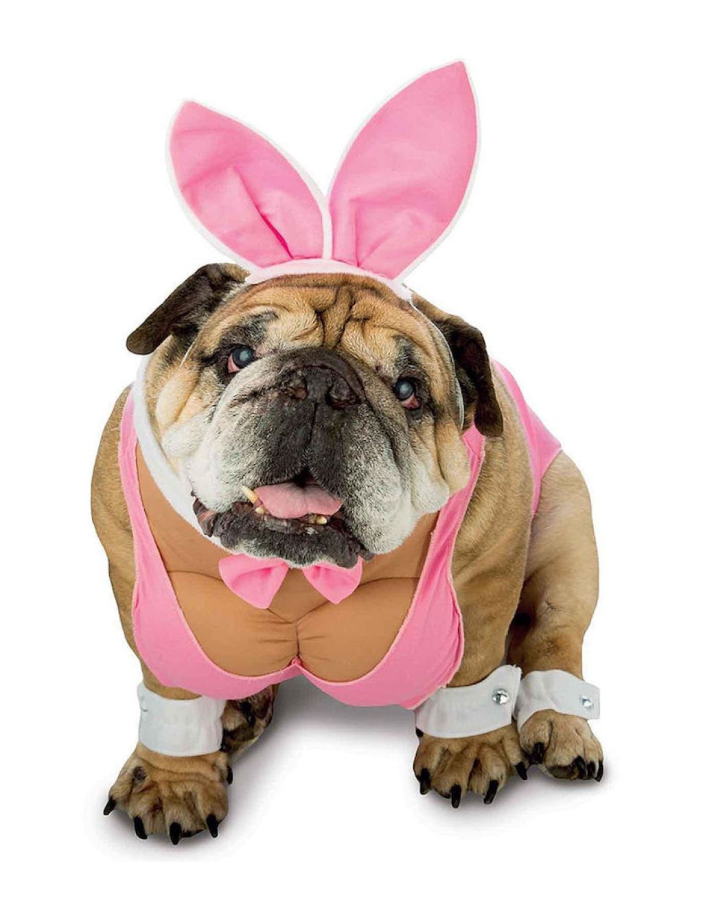 Hunny Bunny Dog kostiumas žavinga šunų apranga