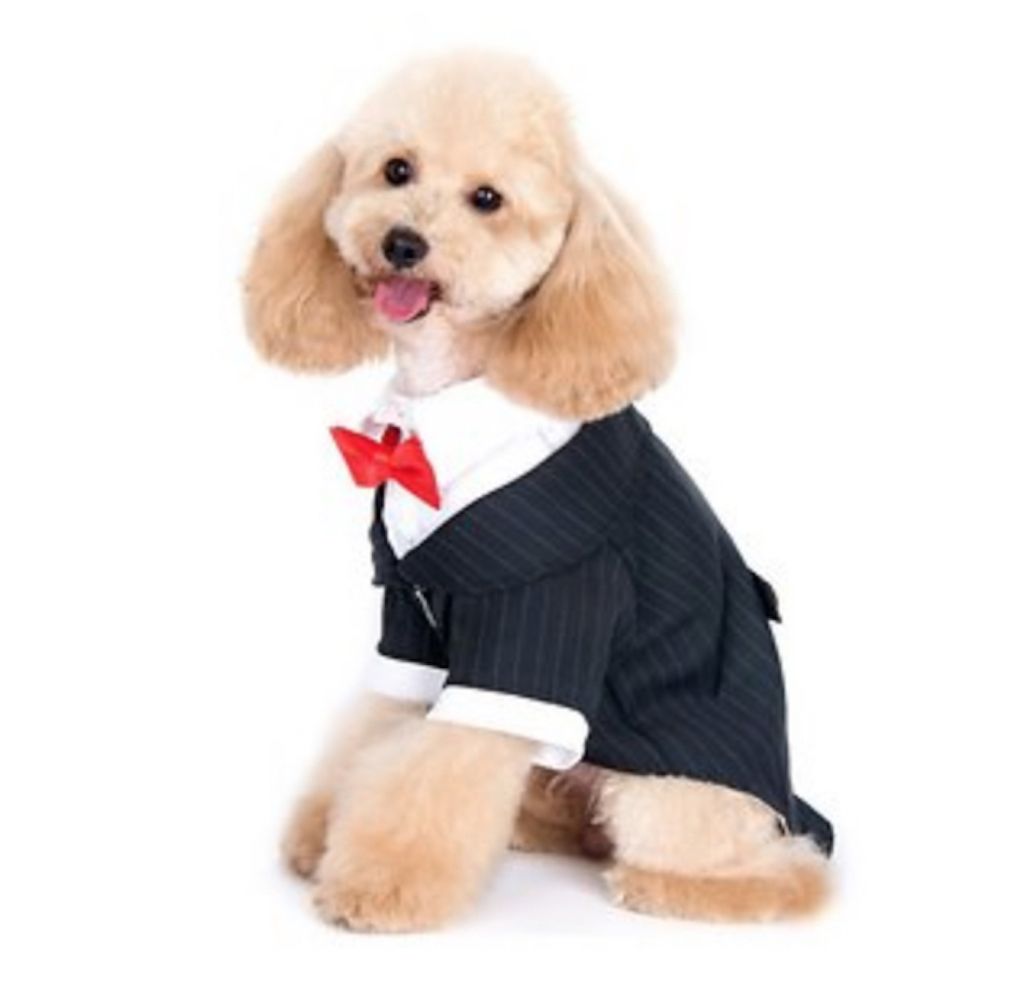 „Alfie“ naminių smokingo žavingi šunų drabužiai