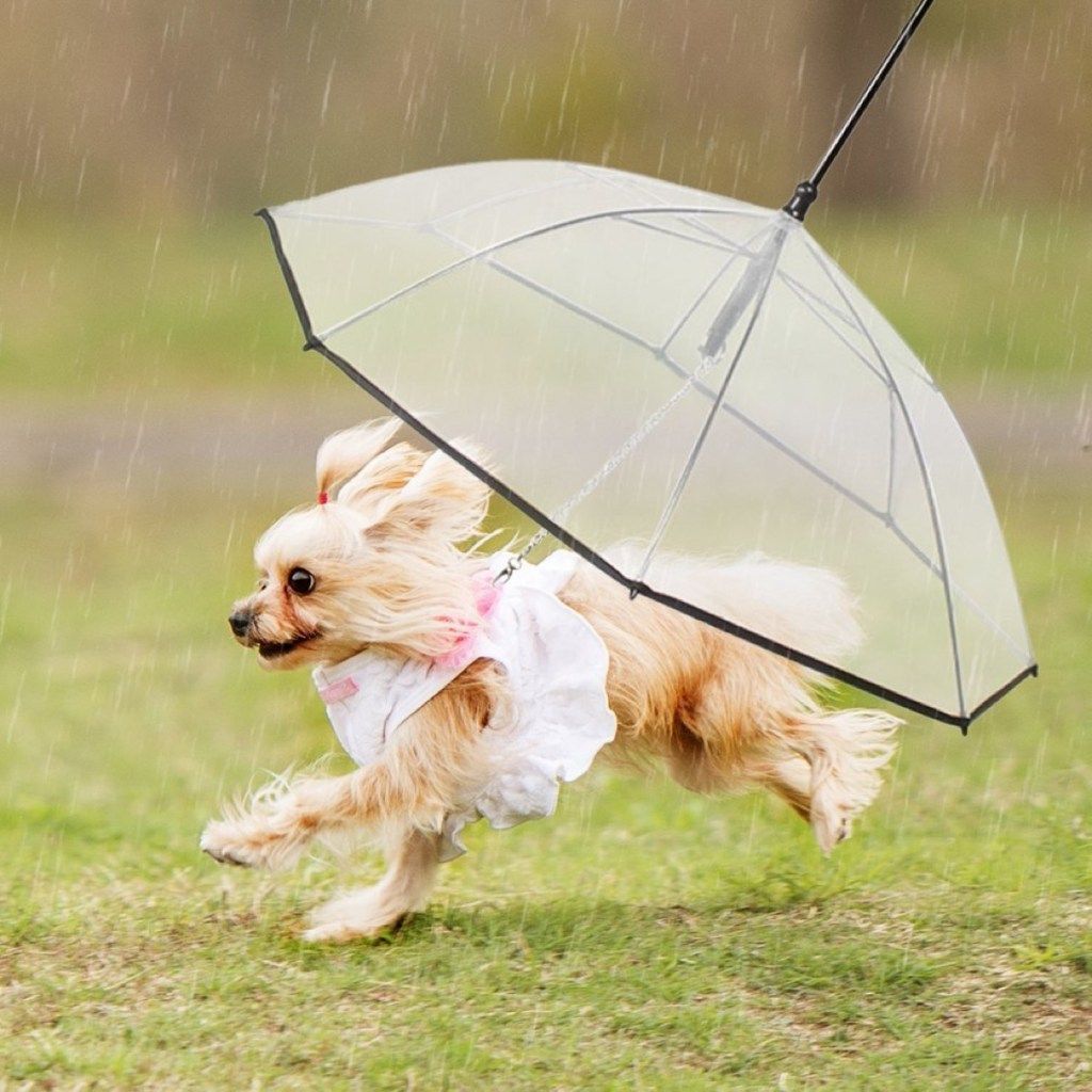 paraguas para perro mascota