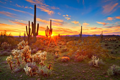   Sonorani kõrb päikeseloojangul