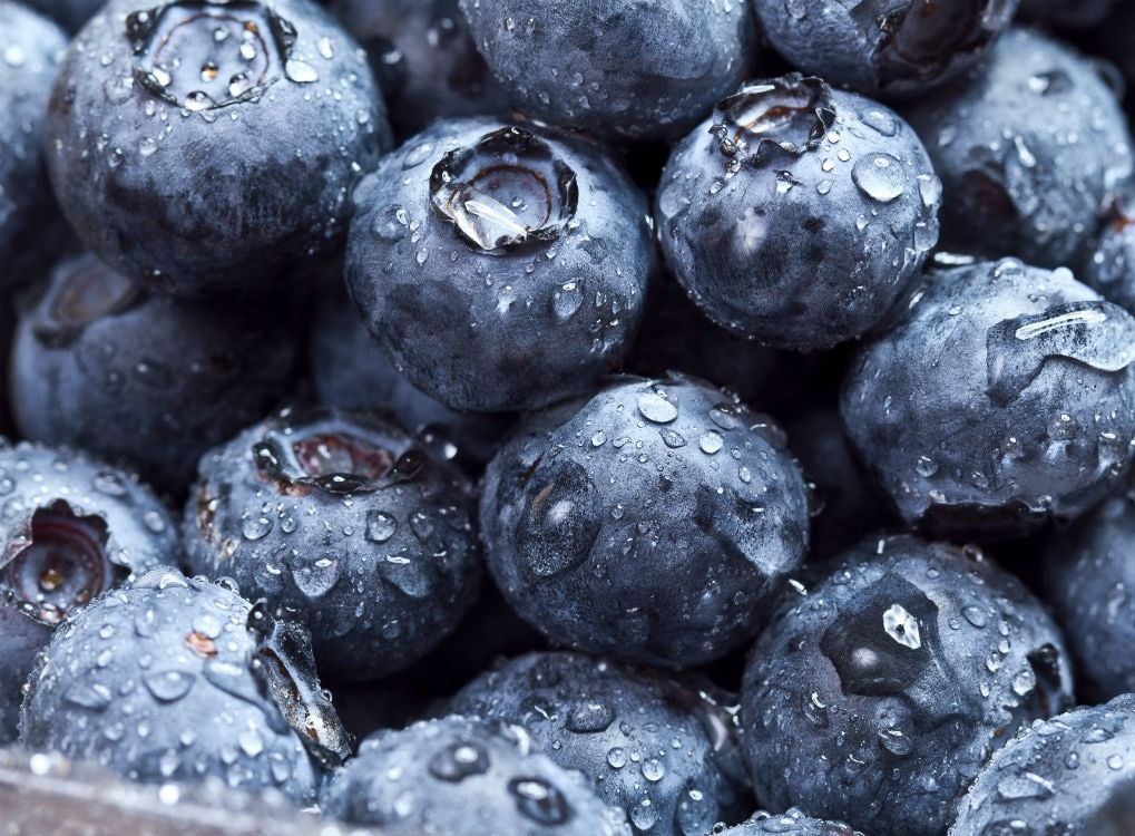 closeup blueberry yang baru dicuci, fakta sebutkan tentang maine