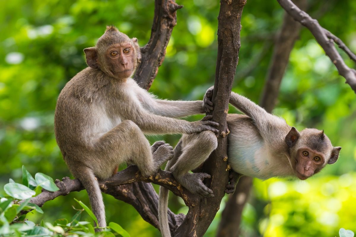 Δύο πίθηκοι Rhesus παίζουν στα δέντρα, δηλώνουν γεγονός για τη νότια Καρολίνα