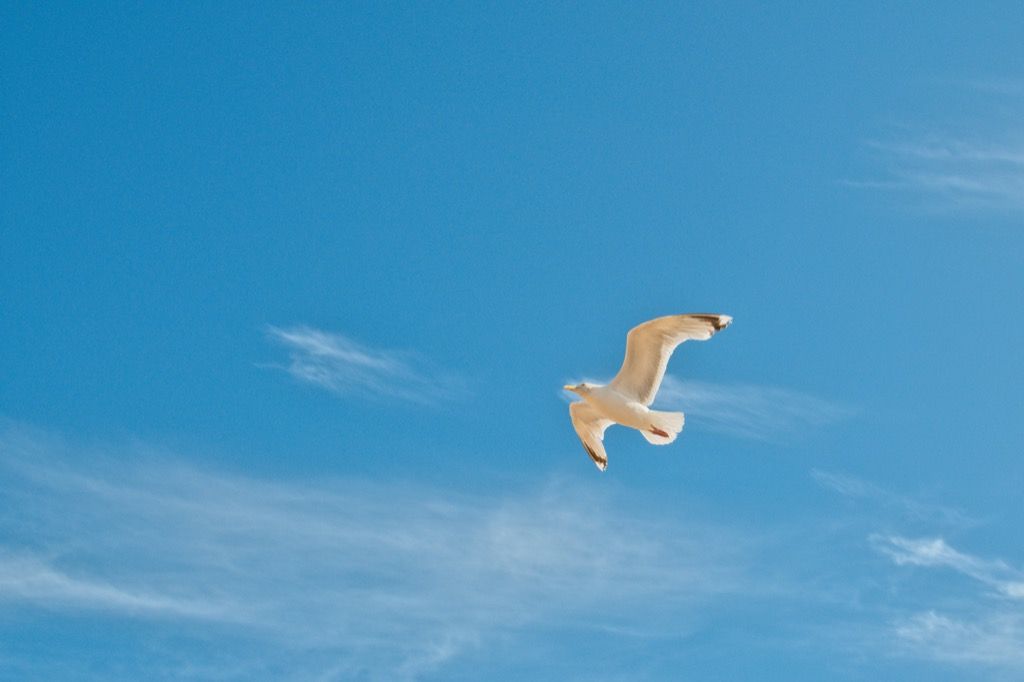 Gabbiano bianco che vola in mezzo al cielo blu, stato di fatto sullo Utah