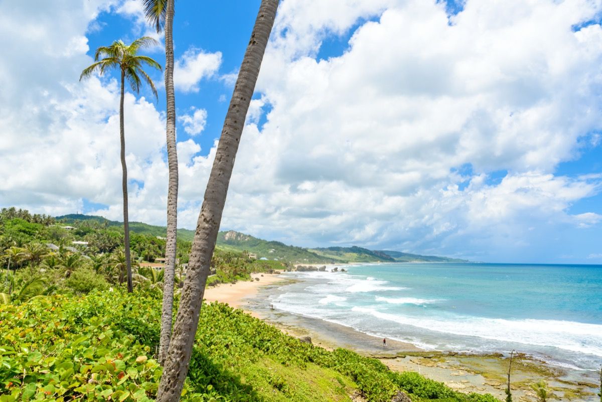 pludmale un palmas Barbadosā
