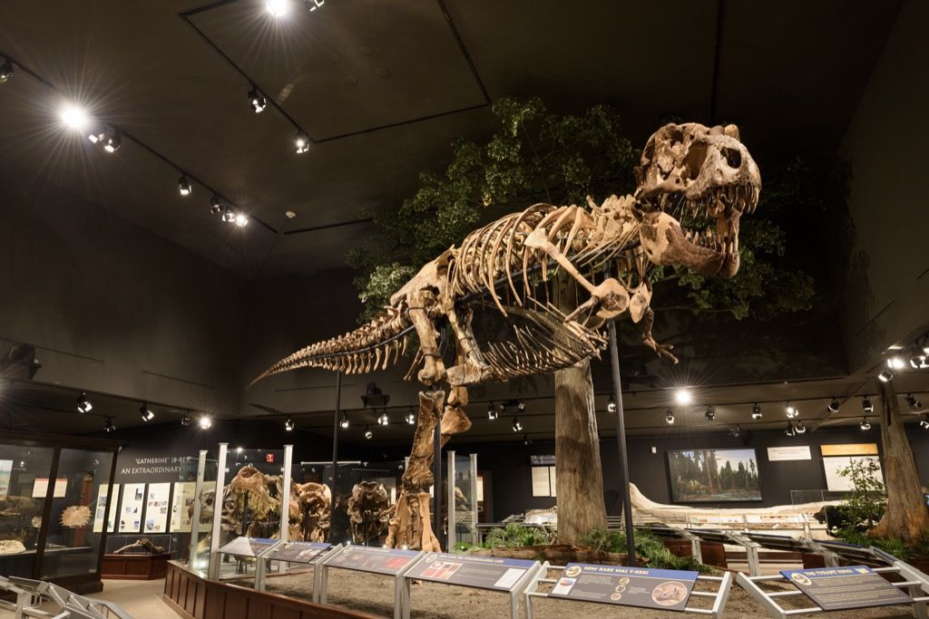 Tyrannosaurus rex esqueleto de dinosaurio