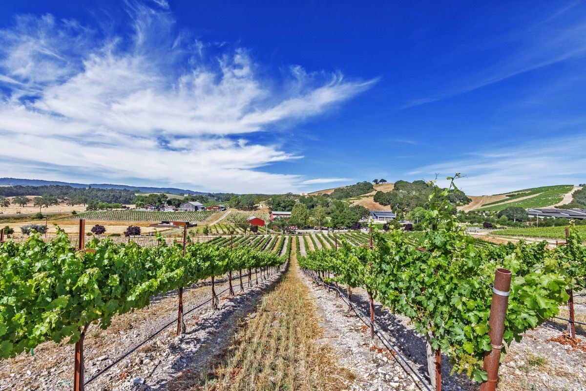 viinamarjaistandus Paso Robles Californias