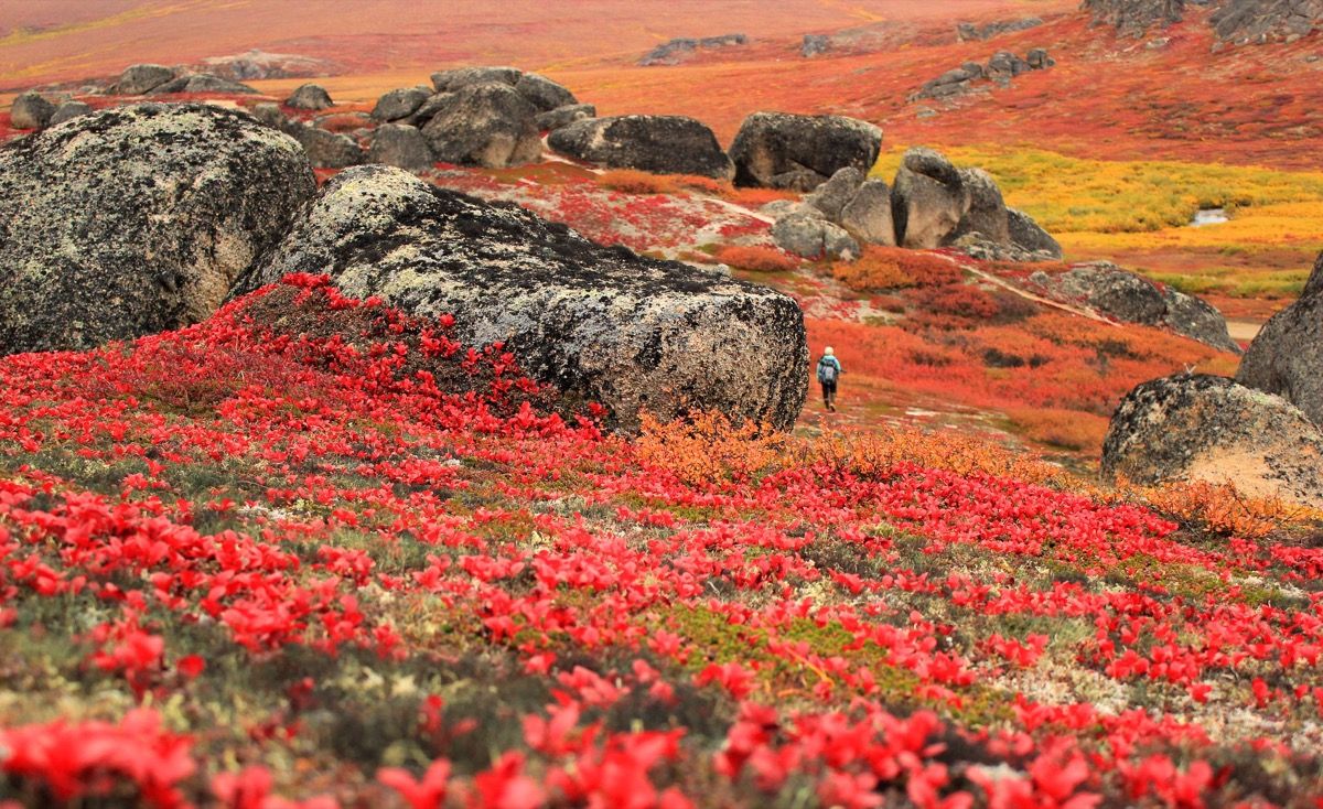 Flores silvestres que cubren el puente terrestre de Bering preservar Alaska