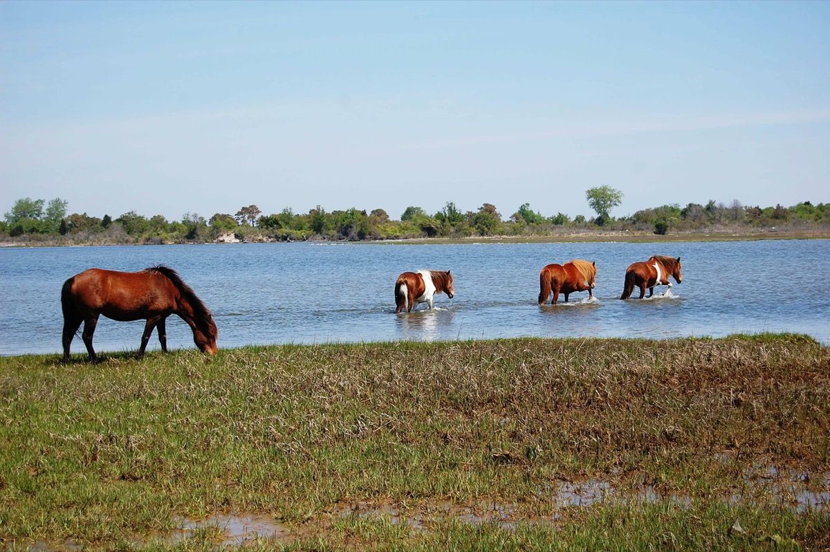 जंगली घोड़े मैरीलैंड में नमक दलदल के पार अपना रास्ता बनाते हैं