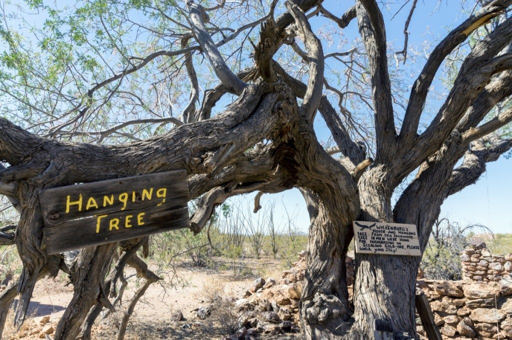 اریزونا میں گدھ کی کان لٹک رہی درخت