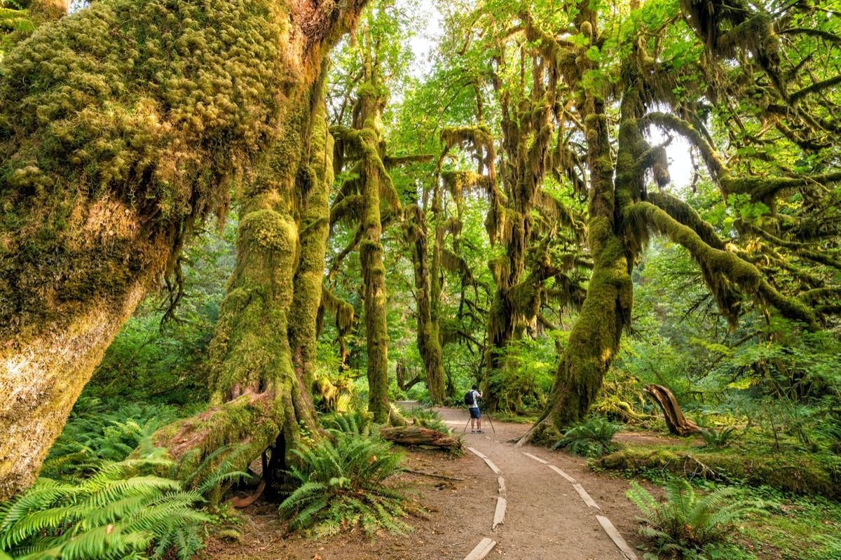 manlig vandrare står i en röjning av mossiga träd i en skog
