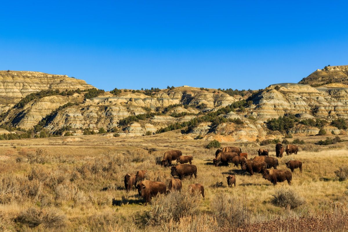 theodore roosevelt pambansang parke na puno ng mga ligaw na buffalo