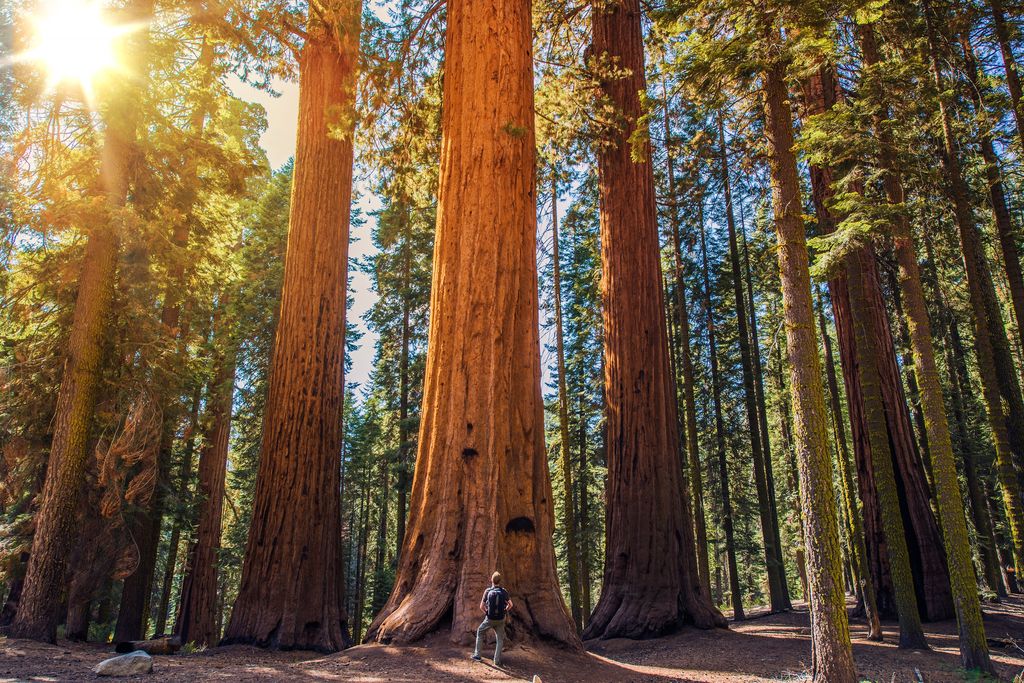 Sequoia National Park California Magiske reisemål