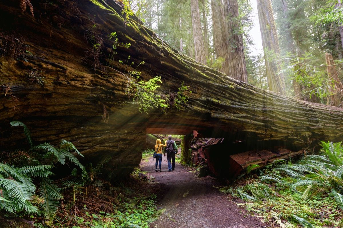 đi bộ đường dài trong Vườn quốc gia Redwood California