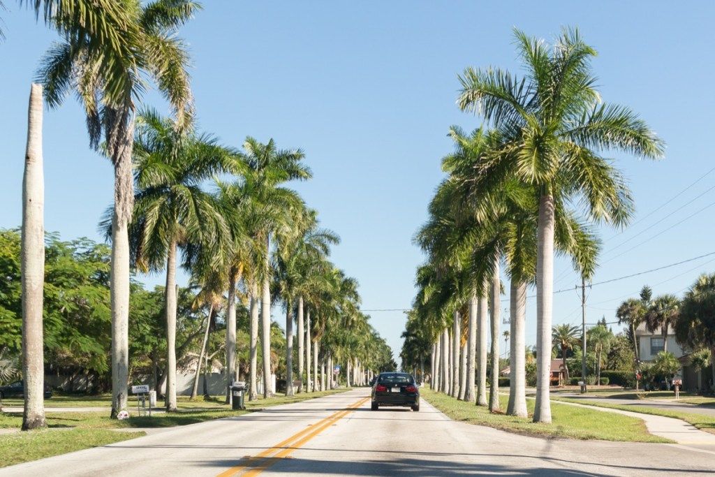 pálmafákkal szegélyezett utca