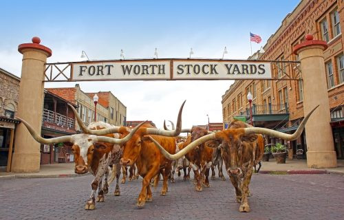   فورٹ ورتھ اسٹاک یارڈز، ٹیکساس میں بیلوں کا ریوڑ۔