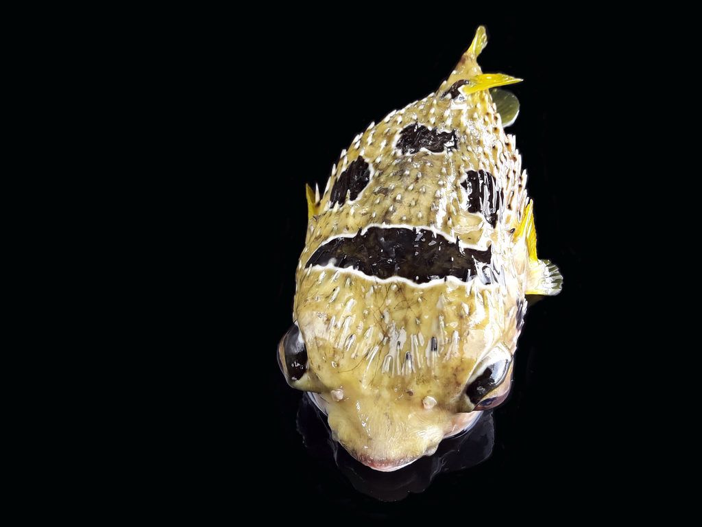 Océano pez globo