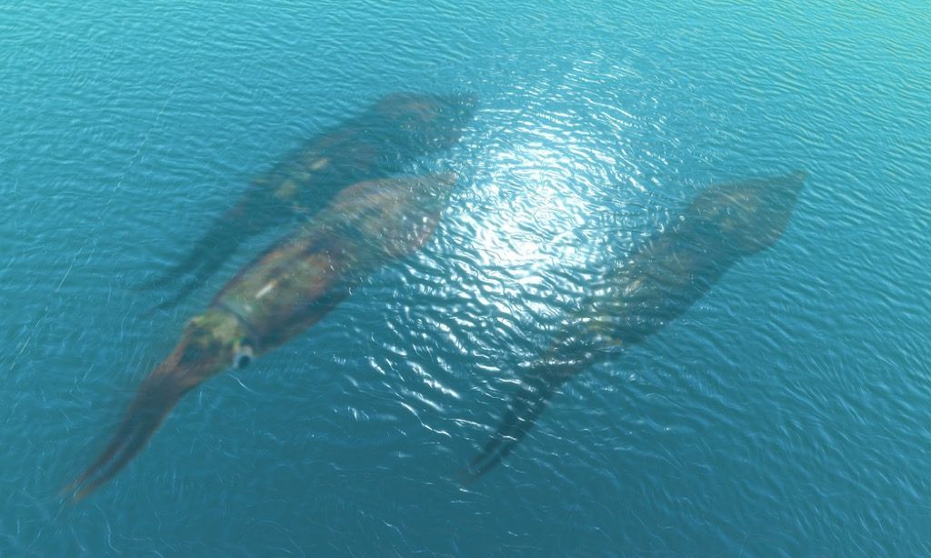 calamar gigante aterrador hechos del océano