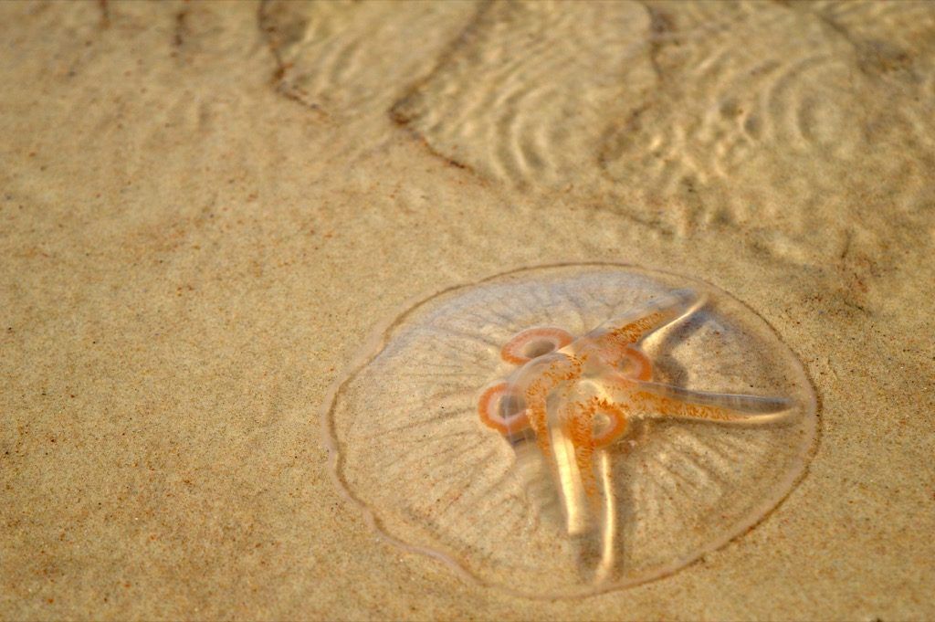 medusas en la playa