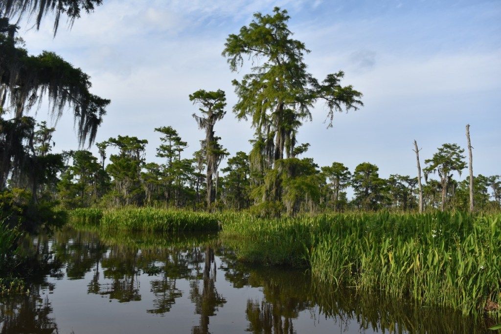 Barataria Preserve Louisiana štátne divy