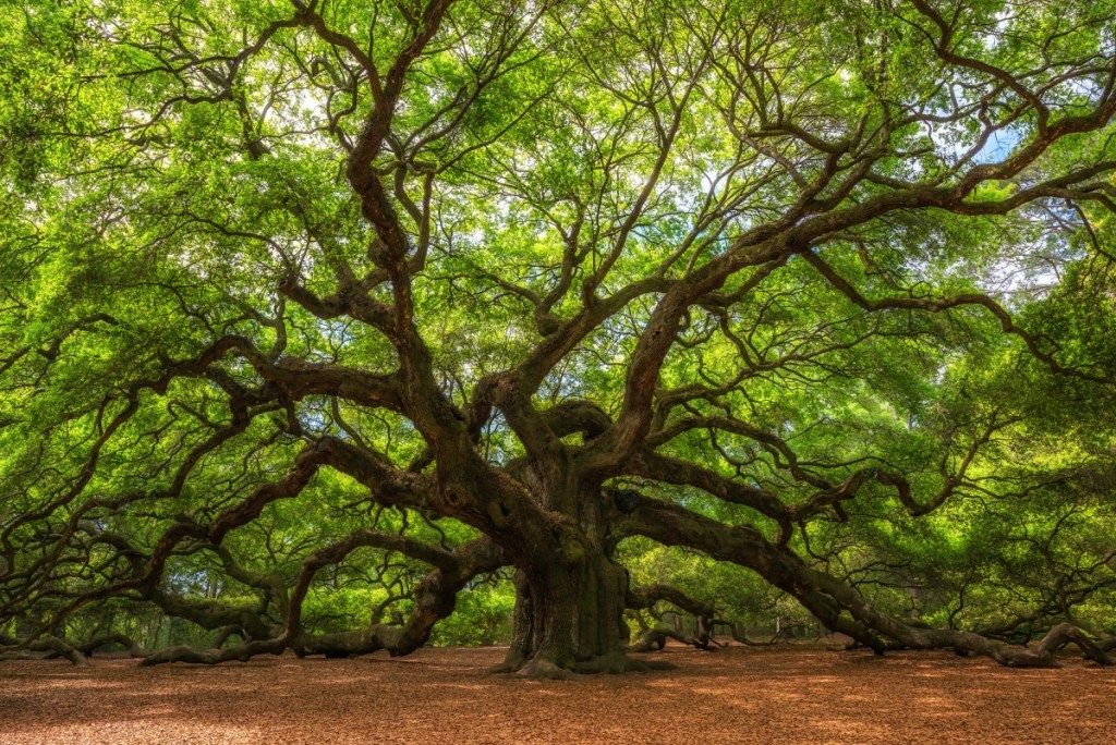 ต้นโอ๊กแองเจิลในเกาะจอห์นส์รัฐเซาท์แคโรไลนาเป็นสิ่งมหัศจรรย์ทางธรรมชาติ