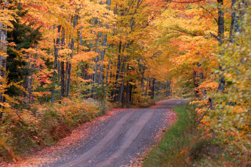   Una carretera que pasa por Michigan's tunnel of trees