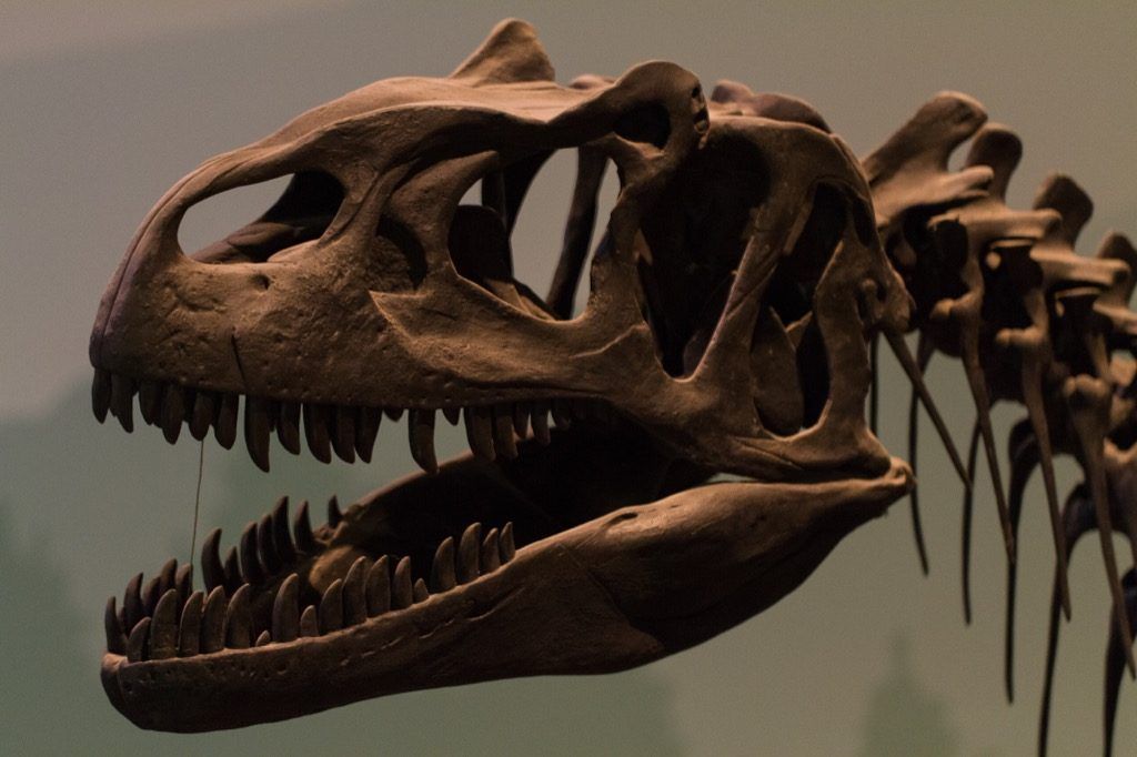 череп на динозавър, знаменитости не като нас