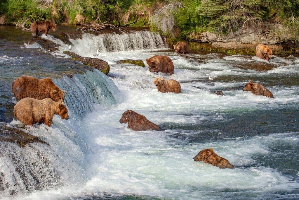 medvědi v Brooks Falls, Aljaška, ikonické státní fotografie