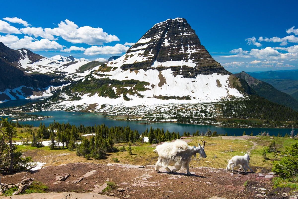 ledyno nacionalinis parkas su aplinkui klajojančiomis kalnų ožkomis