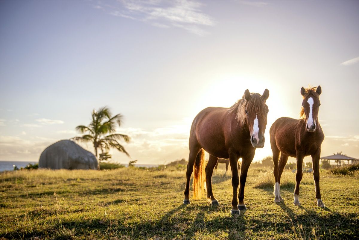 Дивите коне се разхождат свободно на малкия остров Vieques, тропически рай, разположен край източния бряг на Пуерто Рико.