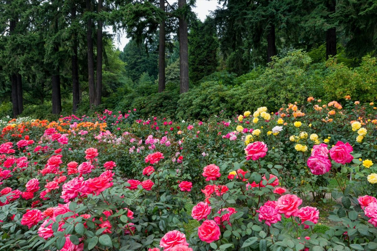червени, розови, оранжеви и жълти рози с гора на заден план