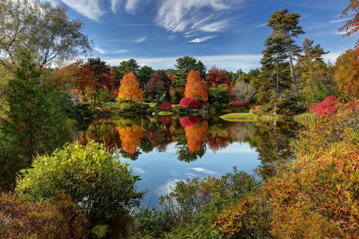 vườn đỗ quyên asticou vào mùa thu với hình ảnh phản chiếu trên ao