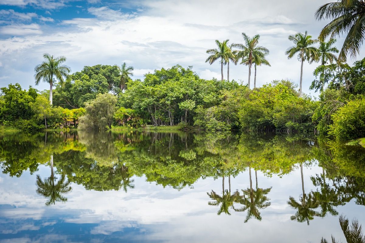 palmės, atsispindinčios ant Floridos botanikos sodo ežero
