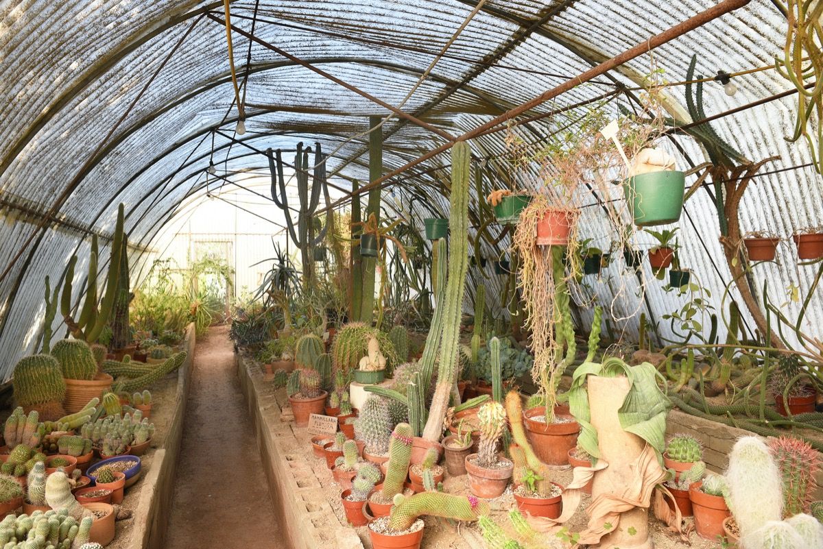 kaktusi na moortenskem botaničnem vrtu