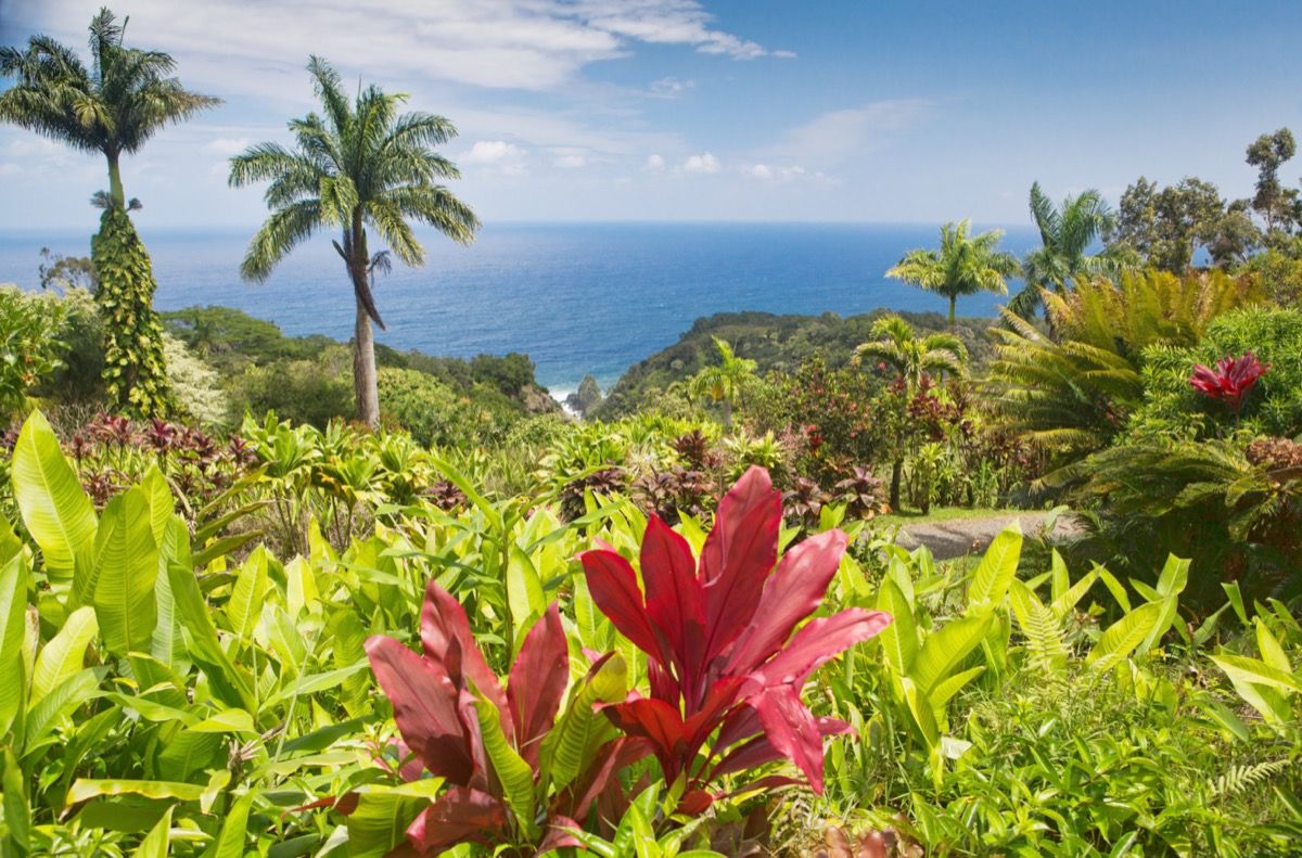 ziedi un palmas ar skatu uz ūdeni Maui