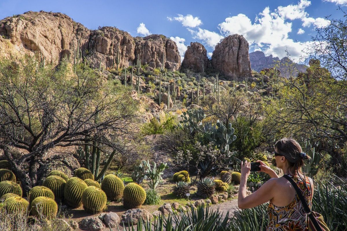Mulher fotografando um jardim de cactos perto de Phoenix, Arizona