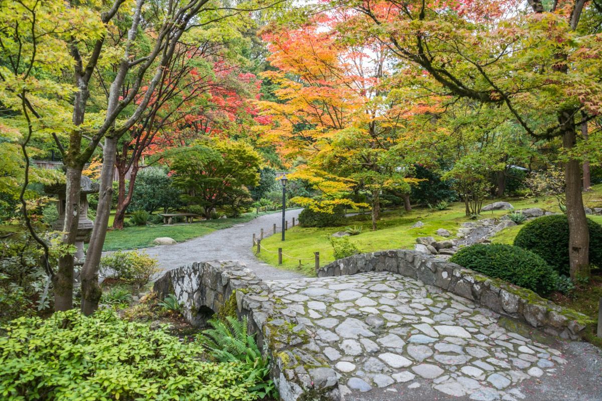 kamniti most in pešpot obkrožena z jesenskim listjem v arboretumu v Washingtonu v Seattlu