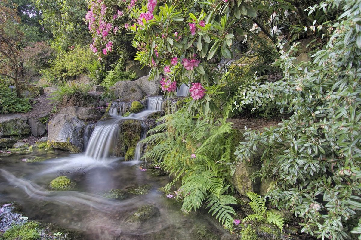 цветя и водопад в градина в Портланд, Орегон