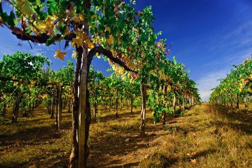 Lõuna-Aafrika viinamarjaistandus