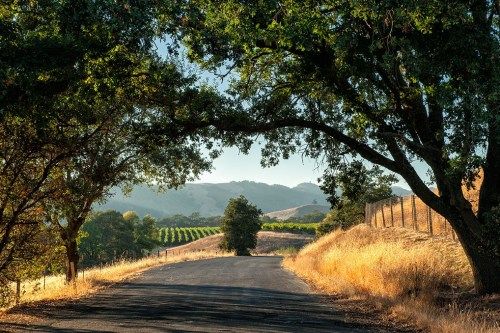 California viinamarjaistandus