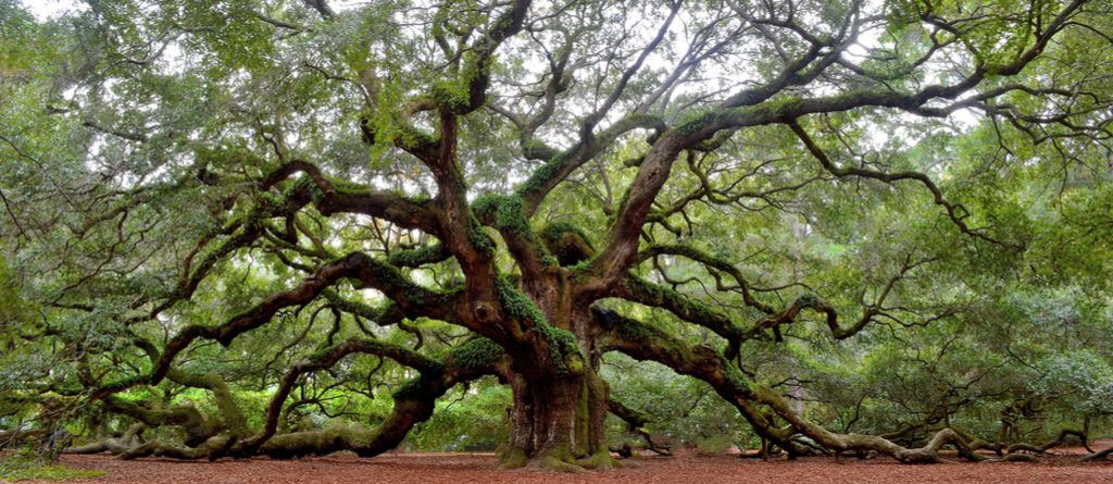 Destinos mágicos de Angel Oak Tree Charleston