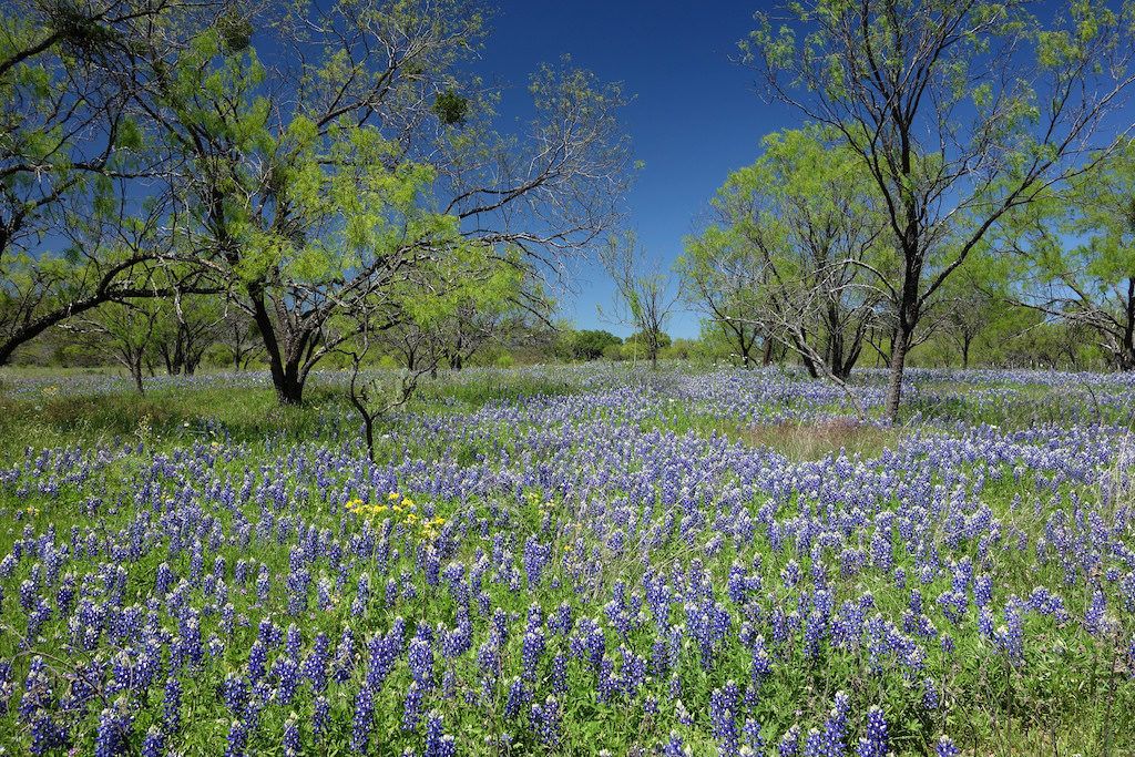 Destinos mágicos de Willow City Bluebonnets Texas