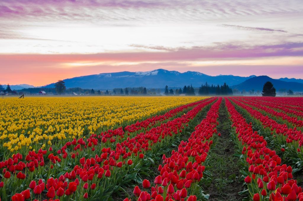 Campos de tulipanes del valle de Skagit Destinos mágicos de Washington