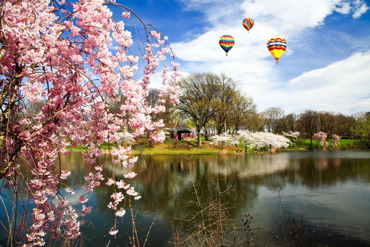 flores de cerezo frente a un lago con globos aerostáticos
