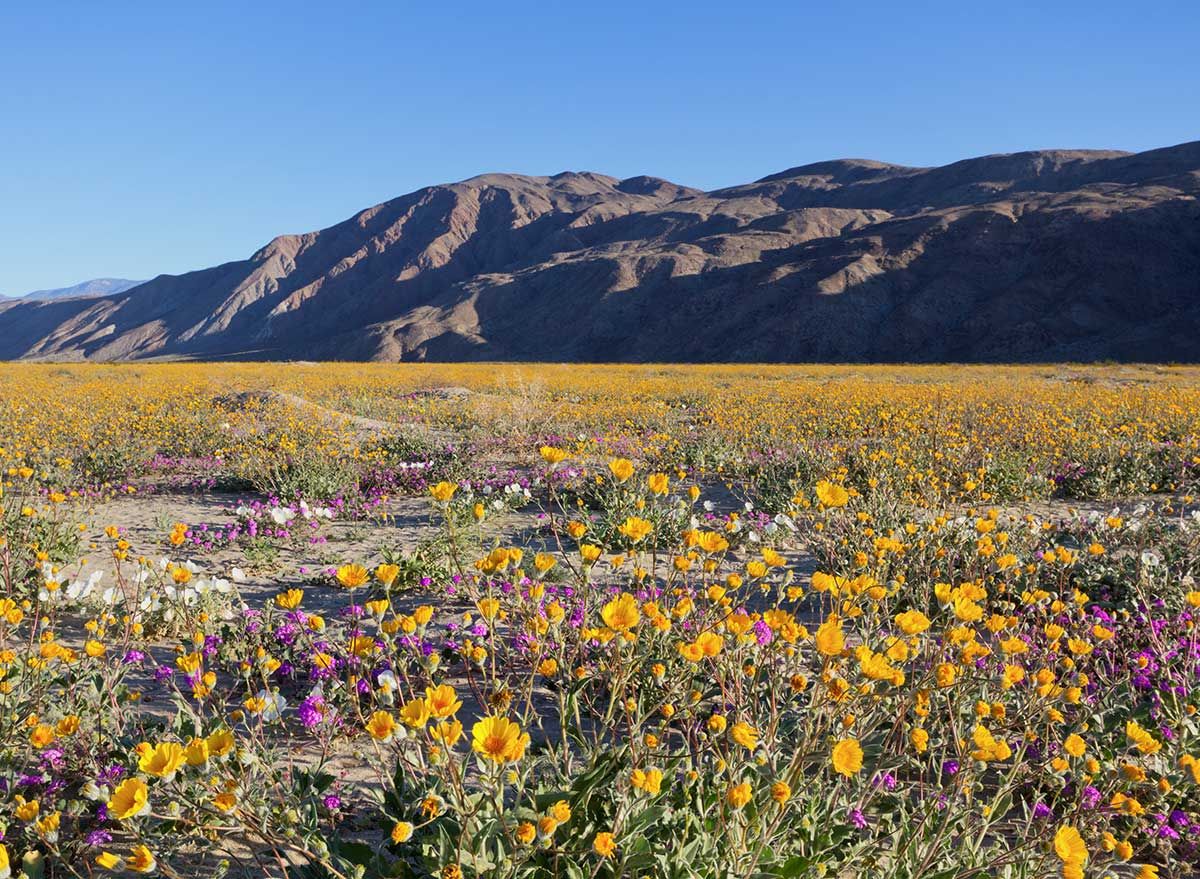 campo de flores silvestres en california