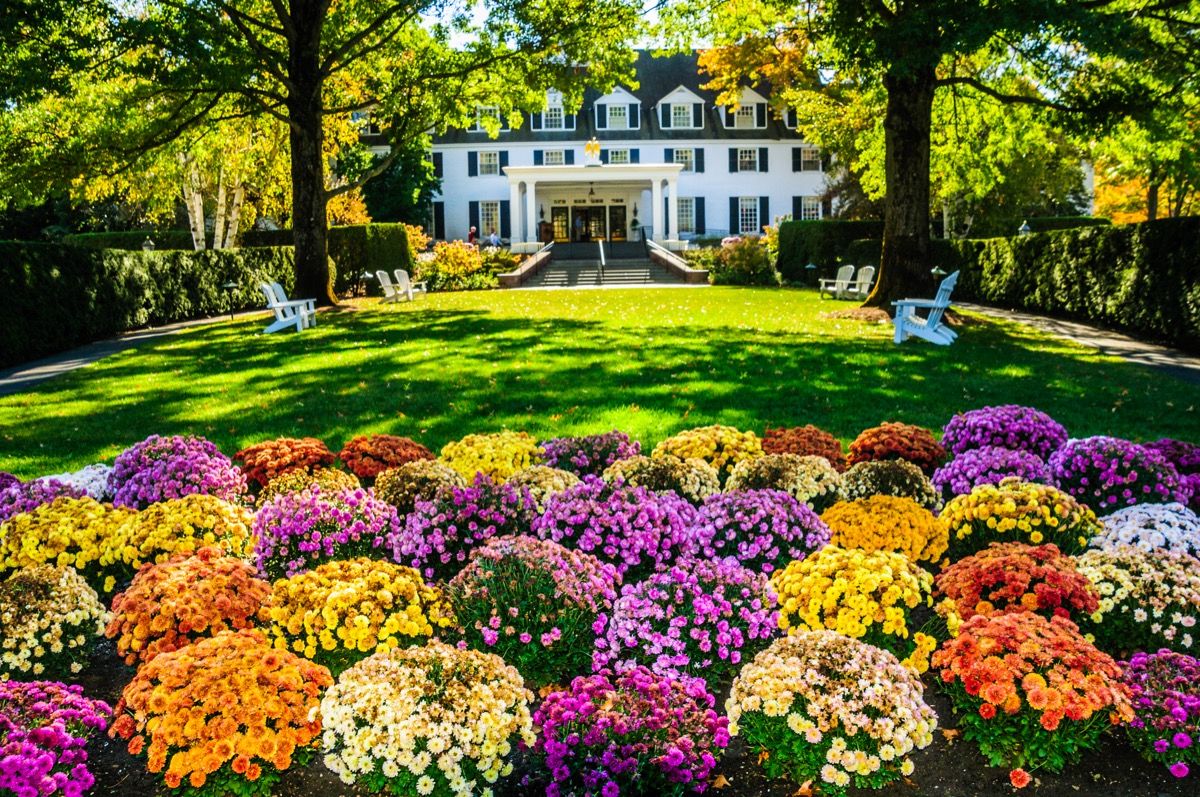 Una gran variedad de coloridos crisantemos dan la bienvenida a los visitantes y huéspedes del hermoso y majestuoso Woodstock Inn en Woodstock, Vermont.