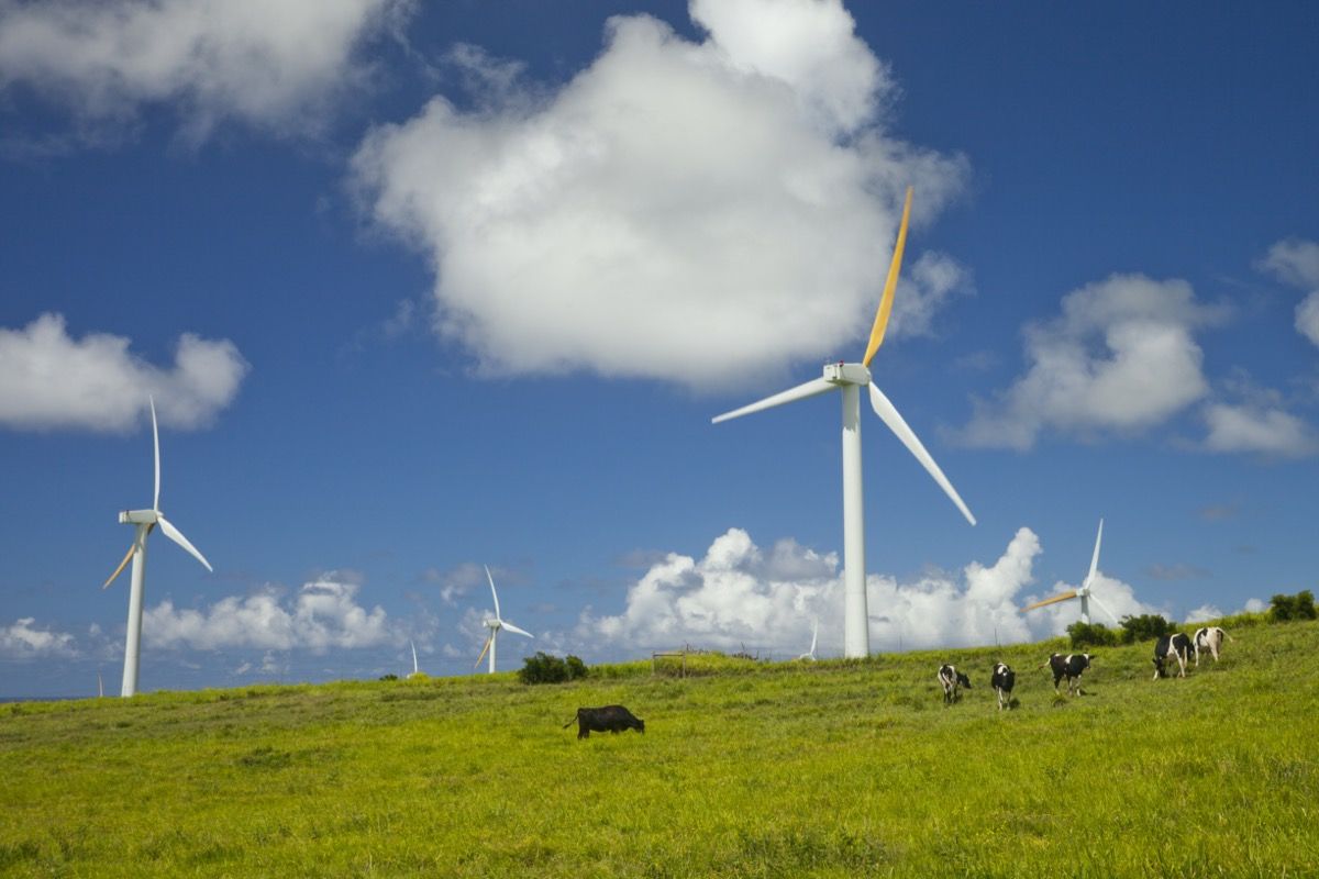 Heledal päikesepaistelisel päeval tuuleveski kõrval karjatavad lehmad. Hawi tuuleelektrijaam