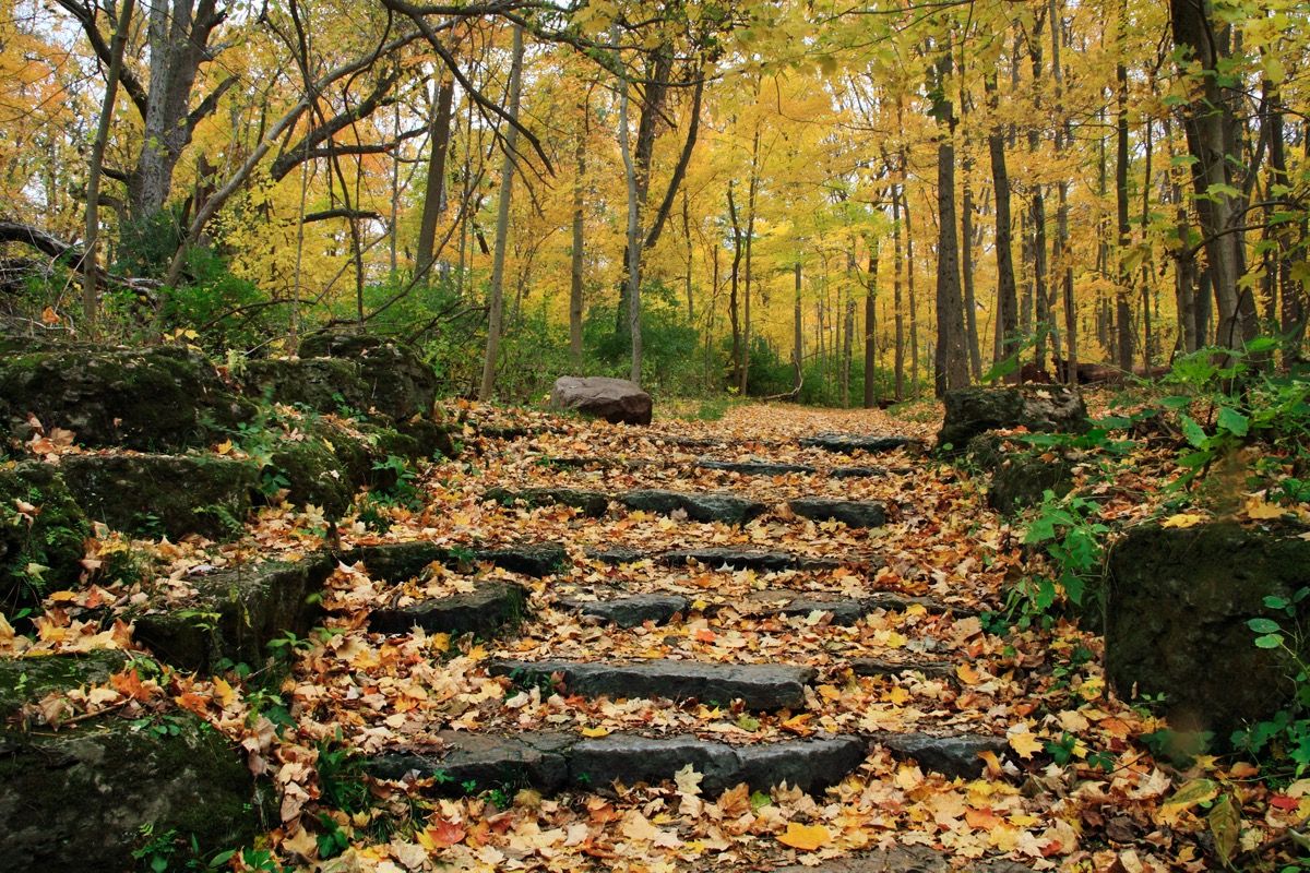 Kivist trepp ja tee läbi metsa Glen Heleni looduskaitseala Ohio kollased allikad