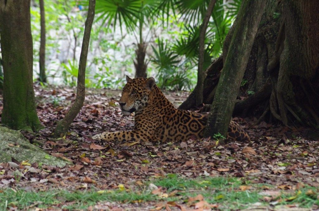 Jaguar beristirahat di bawah naungan pepohonan di Xcaret Park (Cancun, Meksiko)