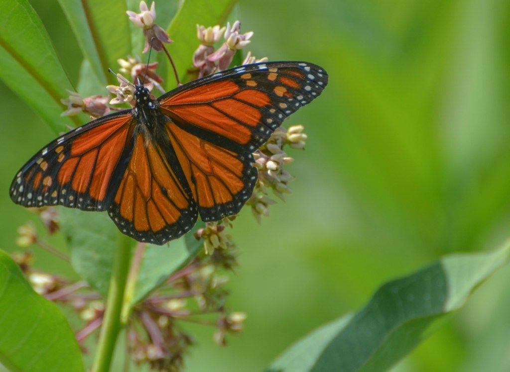 Mariposa monarca con alas extendidas sobre una flor